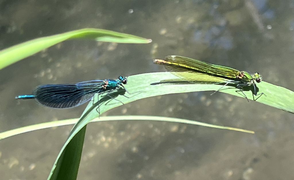 Calopteryx splendens..... m. e f.
